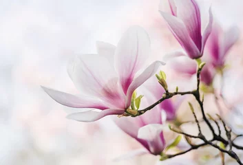 Crédence de cuisine en verre imprimé Magnolia Magnolienblüte