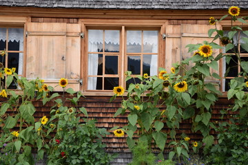 Fototapeta na wymiar Blumenfenster in den Alpen
