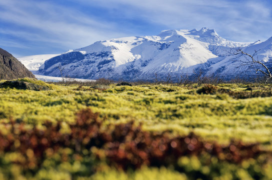 Green and red moss with snowy mountains in background - Iceland nature scenery