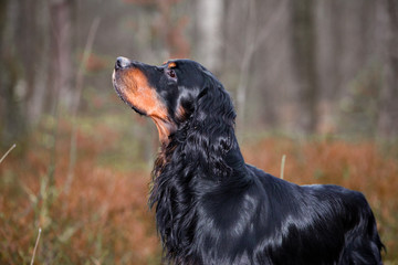 Gordon Setter hunting dog standing in profile in the  forest