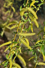 Wierzba płacząca - Salix sepulcralis © bnorbert3