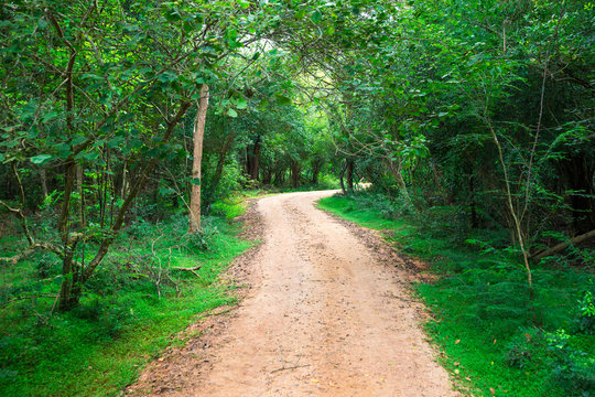 Fototapeta Road in magic dark forest