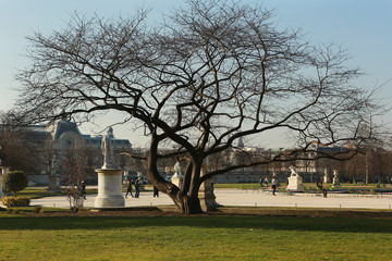 Jardin des Tuileries ( Tuileries Garden ) n Paris.The garden is one of the most famous park in Europe.