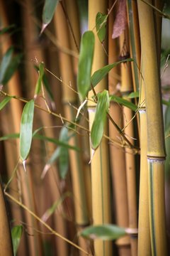 Bambuswäldchen Nahaufnahme