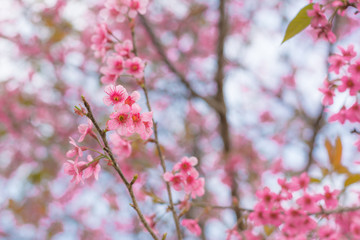 Fototapeta na wymiar Colorful flower in spring time for background