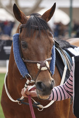 Race horse head ready to run. Paddock area.