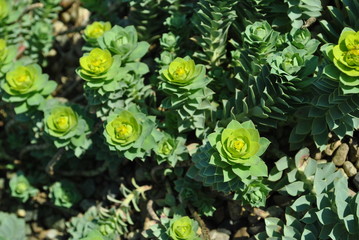 Wilczomlecz - Euphorbia L. © bnorbert3