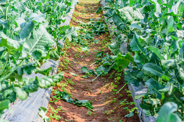 Chinese kale vegetable in garden for background