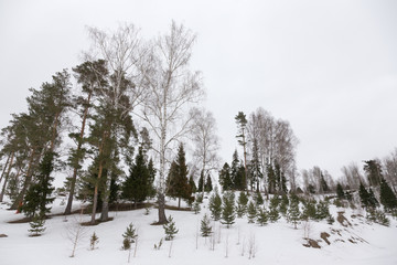 Beautiful winter landscape with firs and other trees on a snow covered hill