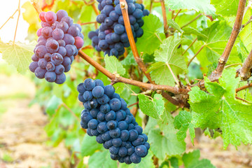 Close up vine grapes in champagne region in autumn harvest, Reims, France