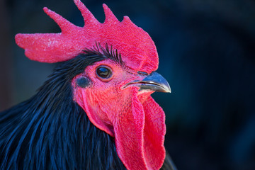 Black Feathered Rooster