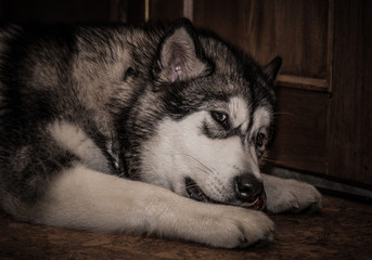 Young alaskan malamute plays ball on a floor. Selective focus. Toned