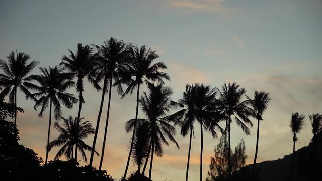 sunset sky with palm coconut tree