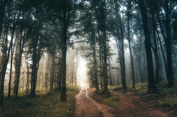 Obraz premium misty forest landscape with road through forest