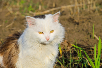 Portrait of fluffy cat