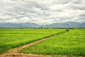 Fototapeta na wymiar Hut in green rice field and mountains blackground : Thailand