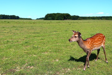 Young cute deer