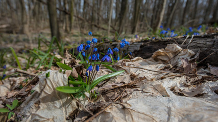first spring flower-March month