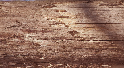 Tree bark texture. Nature wood background. Texture pattern of old figured cracked bark.