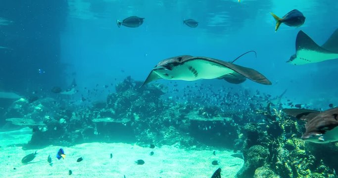 Stingway Swimming Shark Bay, Sea World, Gold Coast Australia