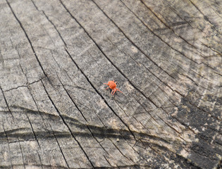 Red velvet tick on the stump. Close up macro Red velvet mite or