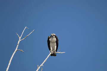 Osprey, —also called Fish eagle, Sea hawk, River hawk, and fish hawk—is a diurnal, fish-eating bird of prey. 
