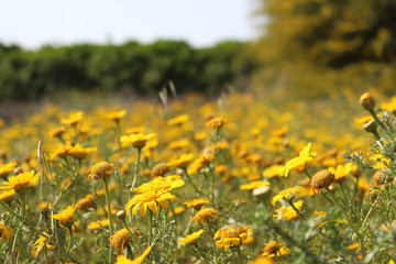 Daisies Field in Israel
