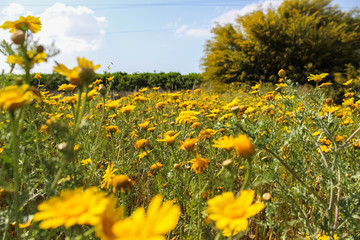 Daisies Field in Israel