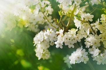 Weisse Blütenpracht