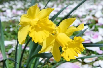 Yellow daffodil flower at spring