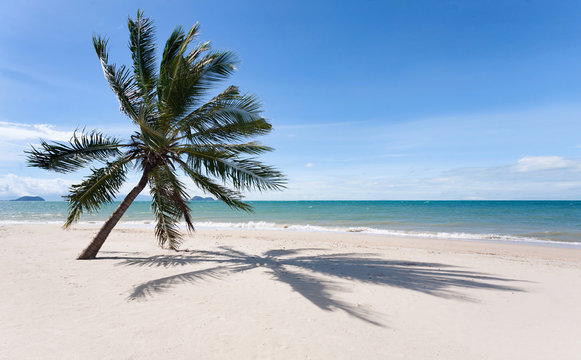 coconut palm tree on sandy beach