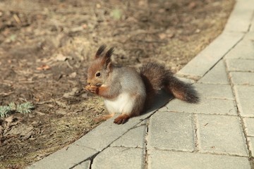 squirrel, animal, tree, nature, forest, park, fall, autumn, spring, summer, rodent, cute, nut, nuts, eating animal, eating squirrel 