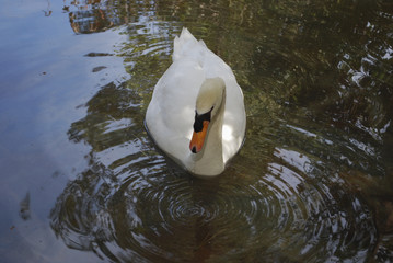 White swan is swimming in the pond.