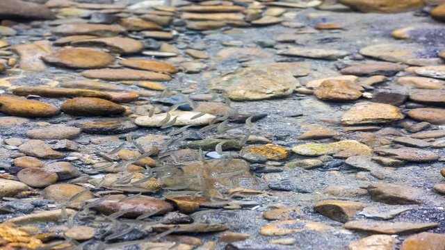 遡上途中の群れ鮎