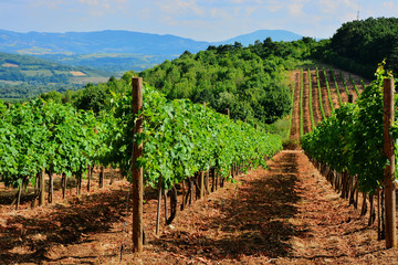 Fototapeta na wymiar vineyard in the field 