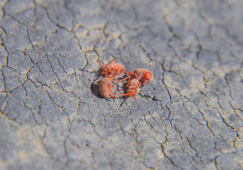 Close up macro Red velvet mite or Trombidiidae