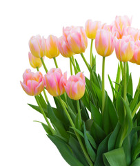 Bouquet of fresh pink and yellow tulips with green leaves close up isolated on white background