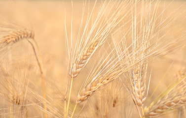 Obraz premium organic golden ripe ears of wheat in field