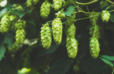 Green fresh hop cones for making beer, closeup
