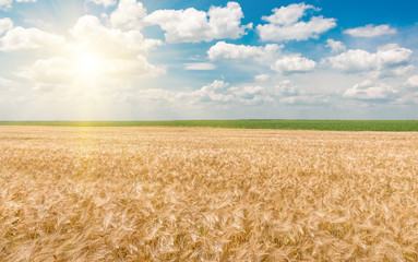 Naklejka premium organic golden ripe ears of wheat in field