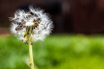 dandelion in the garden