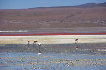 Fototapeta na wymiar Flamingos at the colourful Laguna Colorada on the Altiplano high plateau, Bolivia