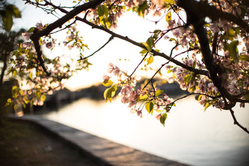 Cherry Blossoms at Sunset next to Lake 