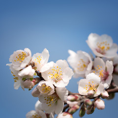 Branch flowering almonds