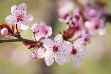 Fototapeta na wymiar Blooming plum tree.