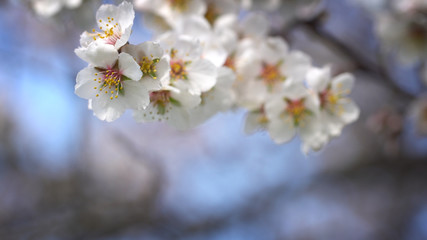 Branch flowering almonds