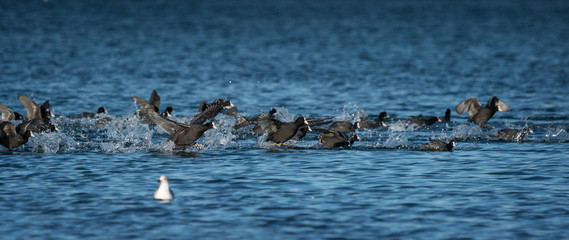 Flock of black ducks in the water