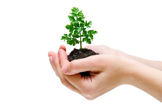 Cultivation of a sprout in hands. Environment protection.
