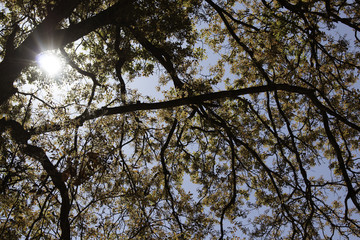 sun rays shining through trees, nature, background