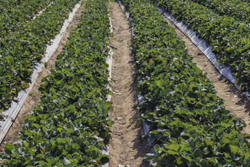 organic plant garden, agriculture for safety food in Thailand